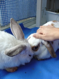 Bunnies November 2003 423