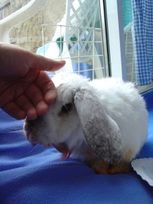 Bunnies November 2003 469