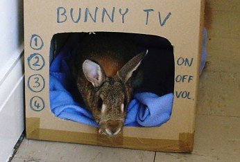 bunny tv