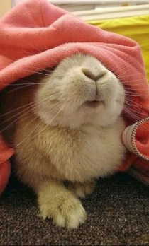 c09fb9c52ac5d1c16e6168108fc4bba4