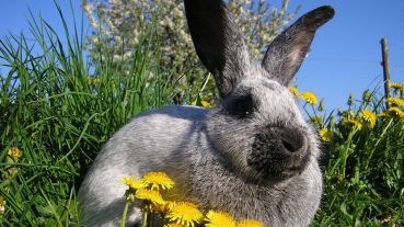 csm_Kaninchen_coucours_lapins_Huber_Thoma_19041d981b