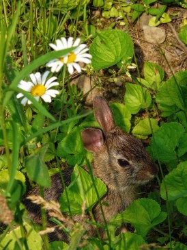 Hare Flowers Animal Rabbit Spring Bunny Nature