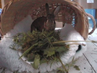 Peanut &amp; Sweetpea now 079