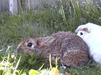 Peanut &amp; Sweetpea now 097