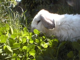 Peanut &amp; Sweetpea now 106