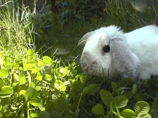 Peanut &amp; Sweetpea now 107