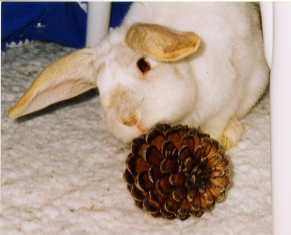 Sweetpea with pine cone