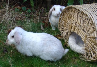 Bunnies November 2003 346