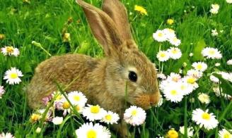 garden-pests-rabbits-garden-pests-rabbits-keep-rabbits-out-of-garden-keep-out-homemade-garden-pest-fighters-rabbits-garden-garden-pests-rabbits-natural-garden-pest-control-rabbits