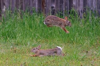 Rabbit-courtship-Lg-1024x683