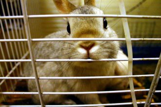 rabbits_are_not_cage_animals_by_tahmahma-d4k5hdp