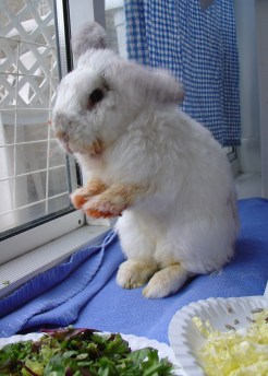 Bunnies November 2003 339