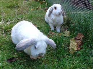 Bunnies November 2003 349