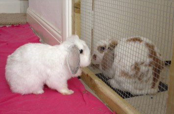 Bunnies October 2003 410