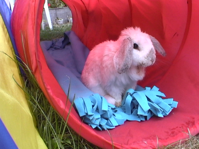 Bunnies September 2003 037