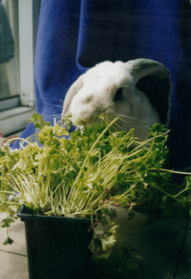 Sweetpea &amp; parsley 2