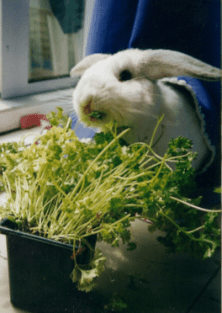 Sweetpea &amp; parsley