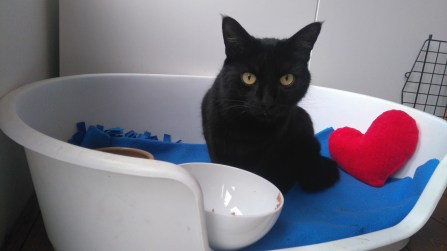 Meow's breakfast photo