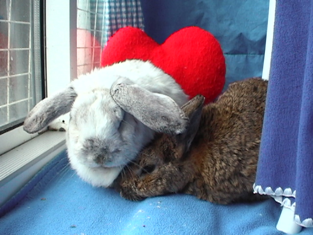 This image has an empty alt attribute; its file name is peanut-sweetpea-now-076.jpg