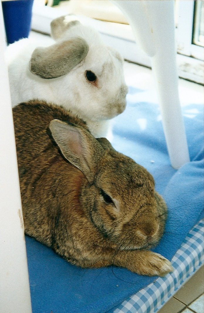 Cottontails
